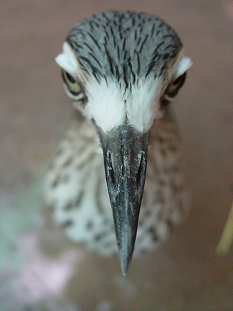 DSC04731