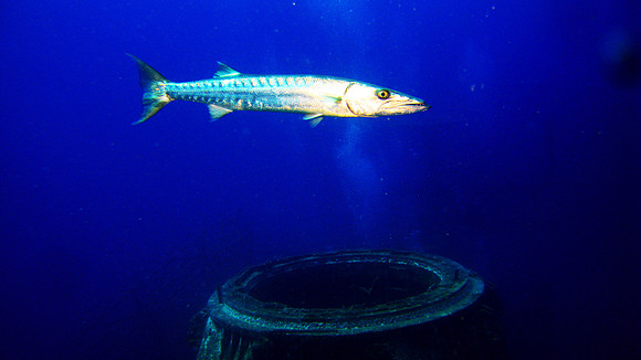 Guarding the Vandenberg (Key West)