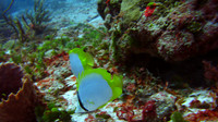 Playa del Carmen, Punta Venado