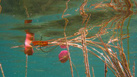 Bacalar Lagoon