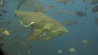 Viti Levu - Pacific Harbour and Yanuca Island (sharks and shipwreck)