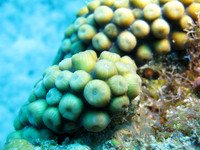 Cozumel